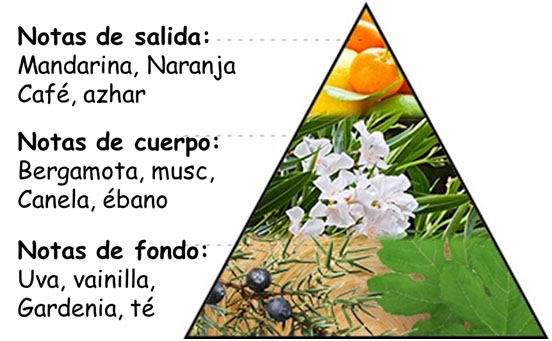 ¿Cómo elegir los mejores aromas para tu marca?